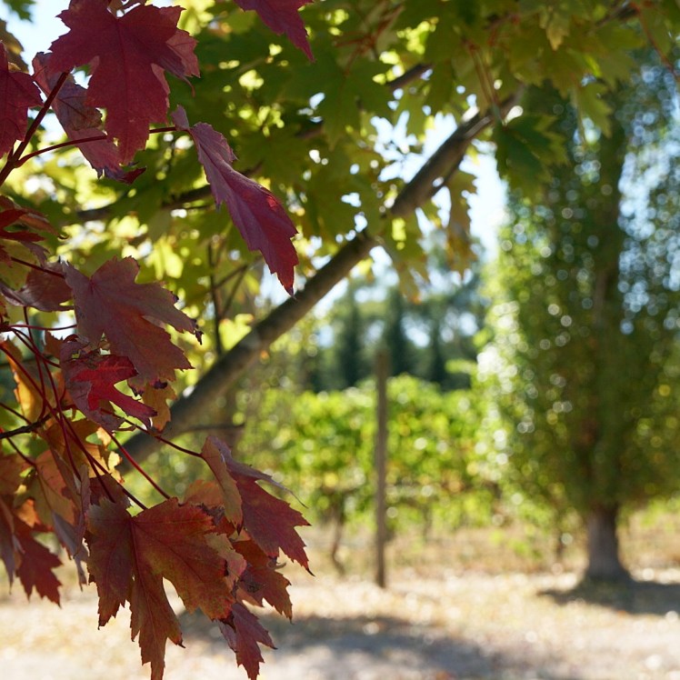 IMG_20170321_210908_304